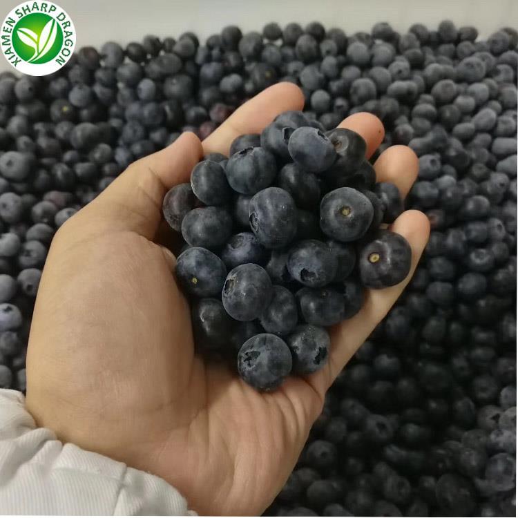 Blueberries held in a hand
