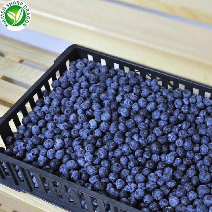 Quả việt quất đông lạnh IQF 12–16 mm trong Thùng 10 kg số lượng lớn