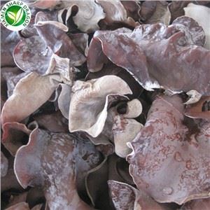 Đông lạnh nấm đen nấm