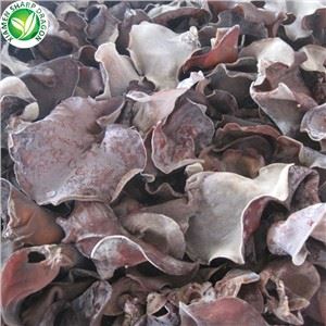Cần bán nấm đen Iqf