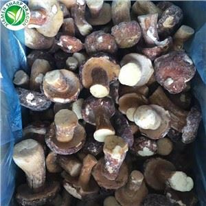 Số lượng lớn nấm Porcini